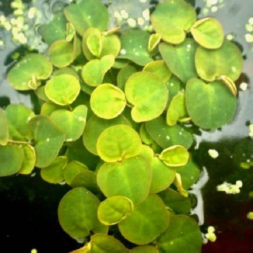 Phillamtus fluitans per portion